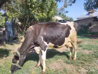 母牛, Holstein breed — 照片 2