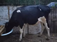 Toro, Raza Holstein — foto 2
