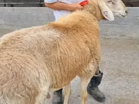 Carnero, Arashan sheep — foto 1