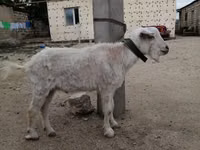Ziege, Ziegen — Foto 1