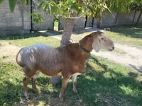 كبش, Arashan sheep — الصورة 2