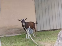 Ешкі, Alpine goat — 7-сурет