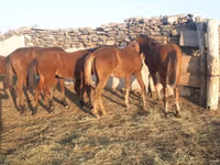 حصان, Mugalzhar horse — الصورة 1