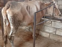 गाय, Simmental cattle — फ़ोटो 3
