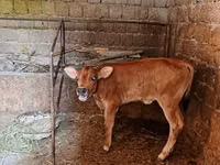 公牛, Swiss cattle — 照片 1