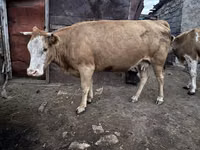 गाय, Latvian Blue cattle — फ़ोटो 4