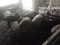 Carnero, Rhon sheep — foto 3
