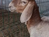 نعجة, Arashan sheep — الصورة 4