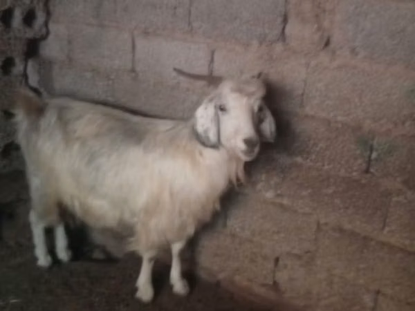عنزة, Alpine goat