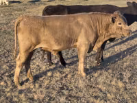 ثور, Simmental cattle — الصورة 6