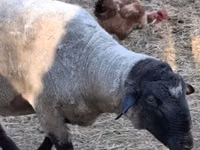 Widder, White Suffolk sheep — Foto 1
