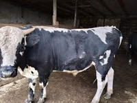 Buqa, Russian Black pied cattle — 1-rasm