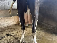 Sigir, Swiss cattle — 2-rasm