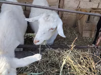 عنزة, الماعز — الصورة 4