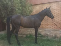 Hengst, Anglo-Arabian — Foto 6