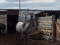 Hengst, Kustanai horse — Foto 2