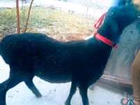 Widder, Hissar sheep — Foto 2