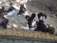 Chickens — Foto 8