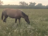 Stute, Kazakh horse — Foto 3