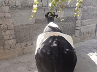 بقرة, Russian Black pied cattle — الصورة 7
