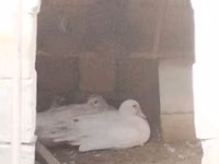 Ducks — 照片 8