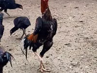 Shamo tovuqlari — 2-rasm