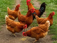 Chickens — Foto 3