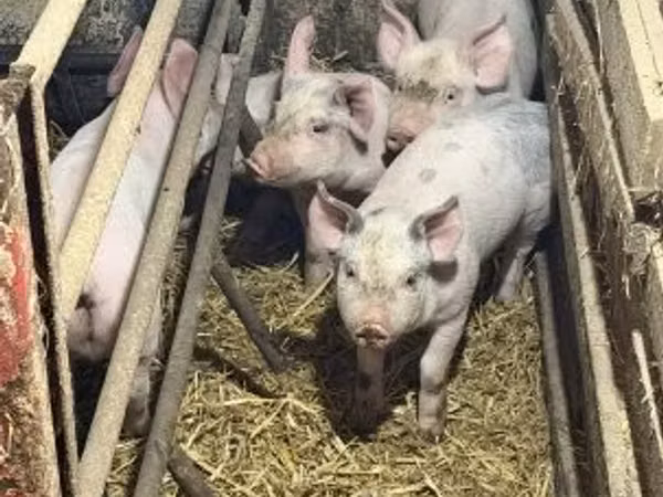 Säue, Schweine