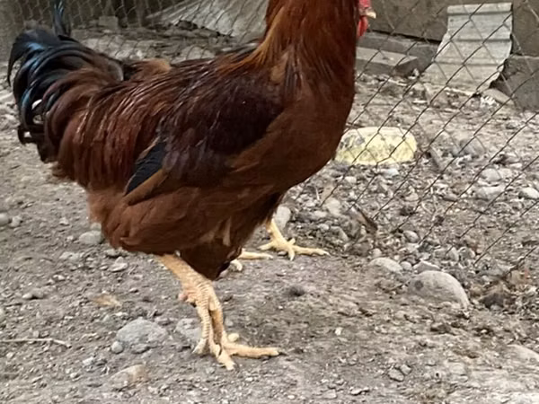 Chickens — Kirgisistan