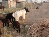Ziege, Beetal goats — Foto 5
