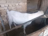 Ziege, Russian White goat — Foto 2