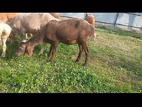 Schaf, Arashan sheep — Foto 2