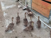 Ducks — Foto 2