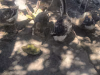 Geese — Foto 1
