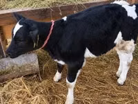 Vaca, Raza Holstein — foto 2
