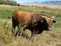 公牛, Swiss cattle — 照片 2