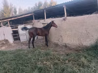 حصان, Thoroughbred horse — الصورة 4