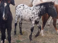 Aygʻir, Kazakh horse — 3-rasm