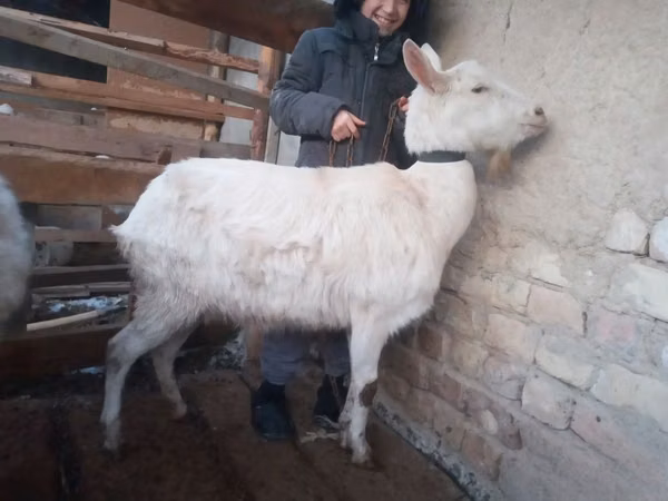 母山羊, Saanen goat — 乌兹别克斯坦