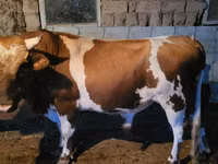 公牛, Swiss cattle — 照片 2