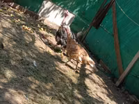 Geese — Foto 2