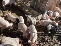 Eber, Schweine — Foto 1