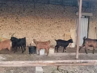 عنزة, الماعز — الصورة 5