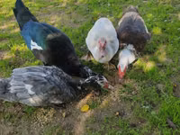 Ducks — Foto 4