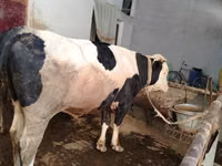 Rinder (Partie, Geschlecht nicht angegeben), Simmental cattle — Foto 4