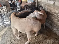 Widder, Rhon sheep — Foto 3