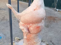 Қошқар, Қойлар — 1-сурет