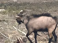 Ziege, Alpine goat — Foto 2