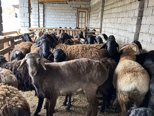 Ram, Sheep
