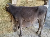 सांड, Swiss cattle — फ़ोटो 8